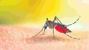 Residents of Karimnagar with dengue fever....Doctors have announced an alert that is booming in the villages.