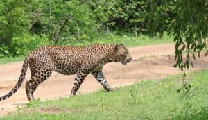 Cheetah once again stirs in Srisailam... Devotees hide in fear