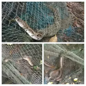 A fisherman who cast a net in the river for fish.