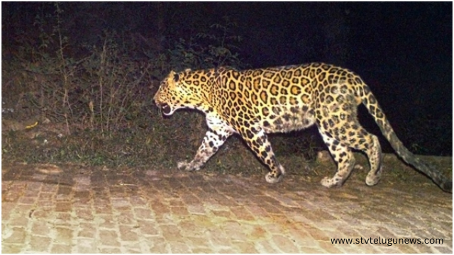 Cheetah once again stirs in Srisailam... Devotees hide in fear