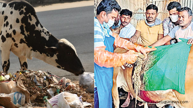 Plastic playing with dumb creatures .... Shocked to see the operation..!